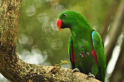 What Causes Toe Tapping in Parrots?