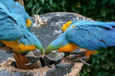 Why Do Parrots Tap Their Beaks?