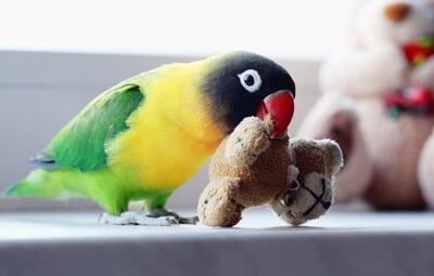 are parrots affectionate?