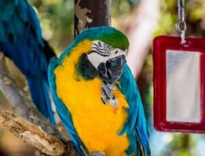View of Do Parrots Like Mirrors in Their Cage? (Reflective Surfaces)