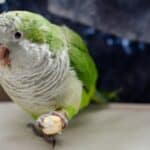 are parrots allowed crackers?