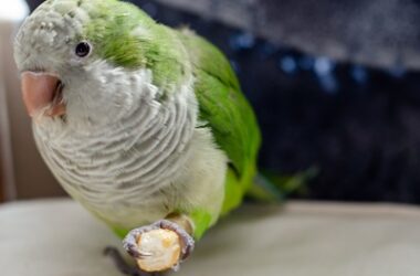 are parrots allowed crackers?