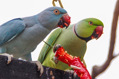 are parrots allowed red peppers?