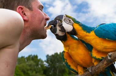 are parrots dangerous to humans?