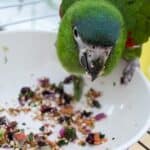 are parrots messy pets?
