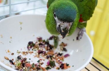 are parrots messy pets?