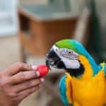are strawberries safe for parrots?