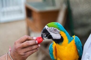 are strawberries safe for parrots?