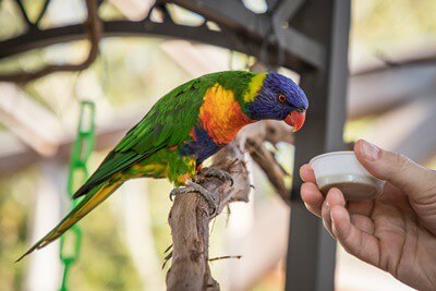What Do I Name My Parrot? 200 Best Parrot Names Ever!
