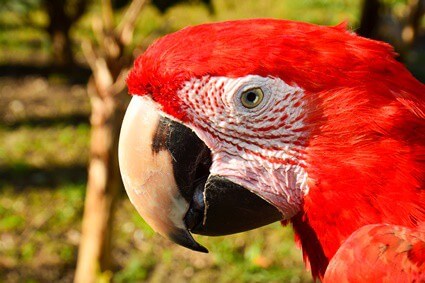 best red parrot names