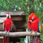 big parrot types