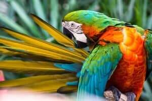 Should You Clip A Parrots Wings Pros Vs Cons Of Photo Inspiration