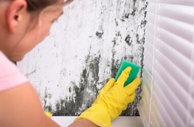 can mold kill parrots?