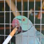 can parrots die from cigarette smoke?