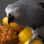 can parrots eat pineapple?