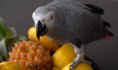 can parrots eat pineapple?