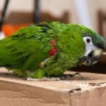 can parrots have cardboard?