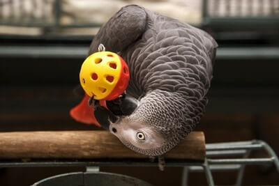 can parrots play with baby toys?