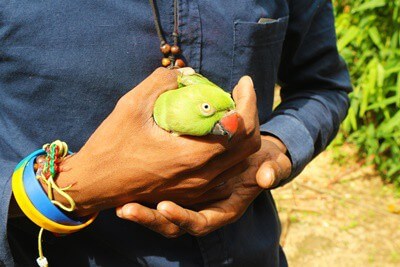 can pet parrots survive in the wild?
