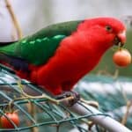 can you give parrots tomatoes?