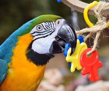 can you use baby toys for parrots?