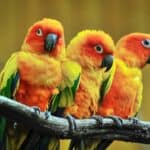 do parrots blink?
