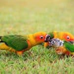 do parrots care for their babies?