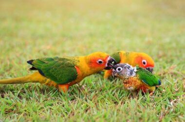 do parrots care for their babies?