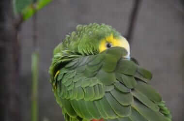 do parrots get lonely?