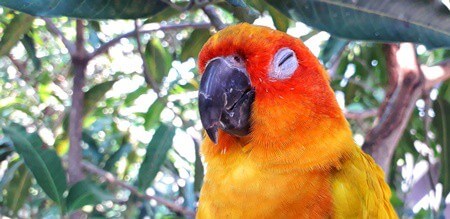 do parrots have nightmares?