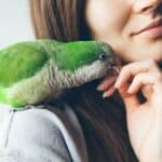 do parrots like to be petted?