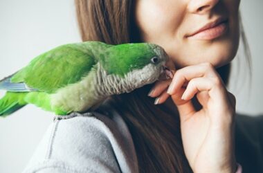 do parrots like to be petted?
