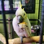 do parrots like watching tv?