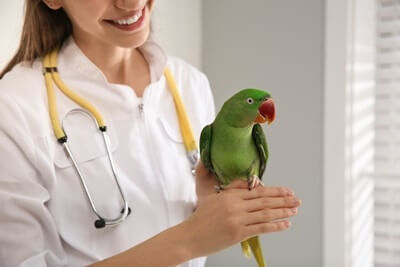 do veterinarians treat parrots?