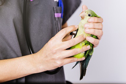 fatty liver disease signs in parrots