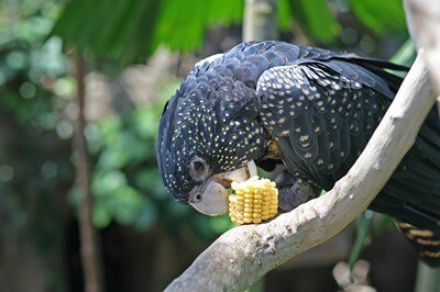 feeding corn on the cob to parrots