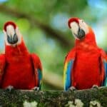 how do parrots mate?