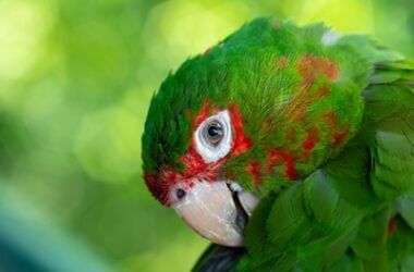 how do parrots see the world?