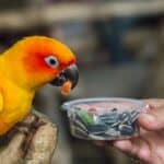 how does a parrot's digestive system work?