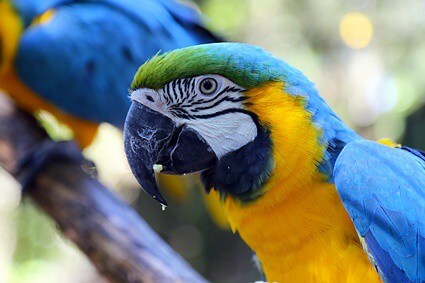 how far can parrots see?