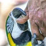 how hard can a macaw bite?