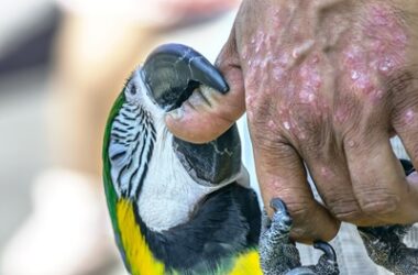 how hard can a macaw bite?