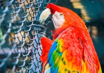 how long do parrots grieve?