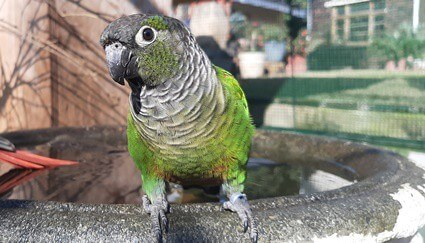 how long does a conure parrot live?