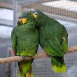 how much do parrots sleep?