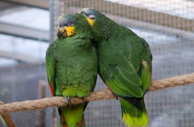 how much do parrots sleep?