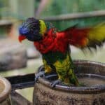 how to bathe a parrot