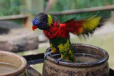 how to bathe a parrot