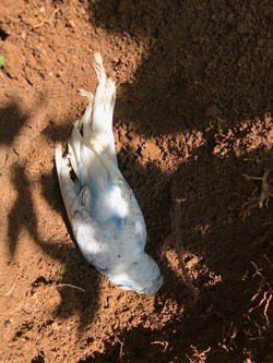 how to bury a parrot