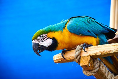 how to care for macaw parrots